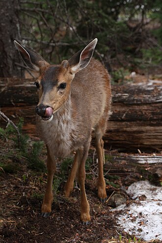 Black-tailed deer (Odocoileus hemionus columbianus)